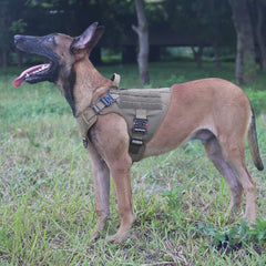 Arnés ICEFANG con compatibilidad MOLLE/PAL para llevar accesorios.