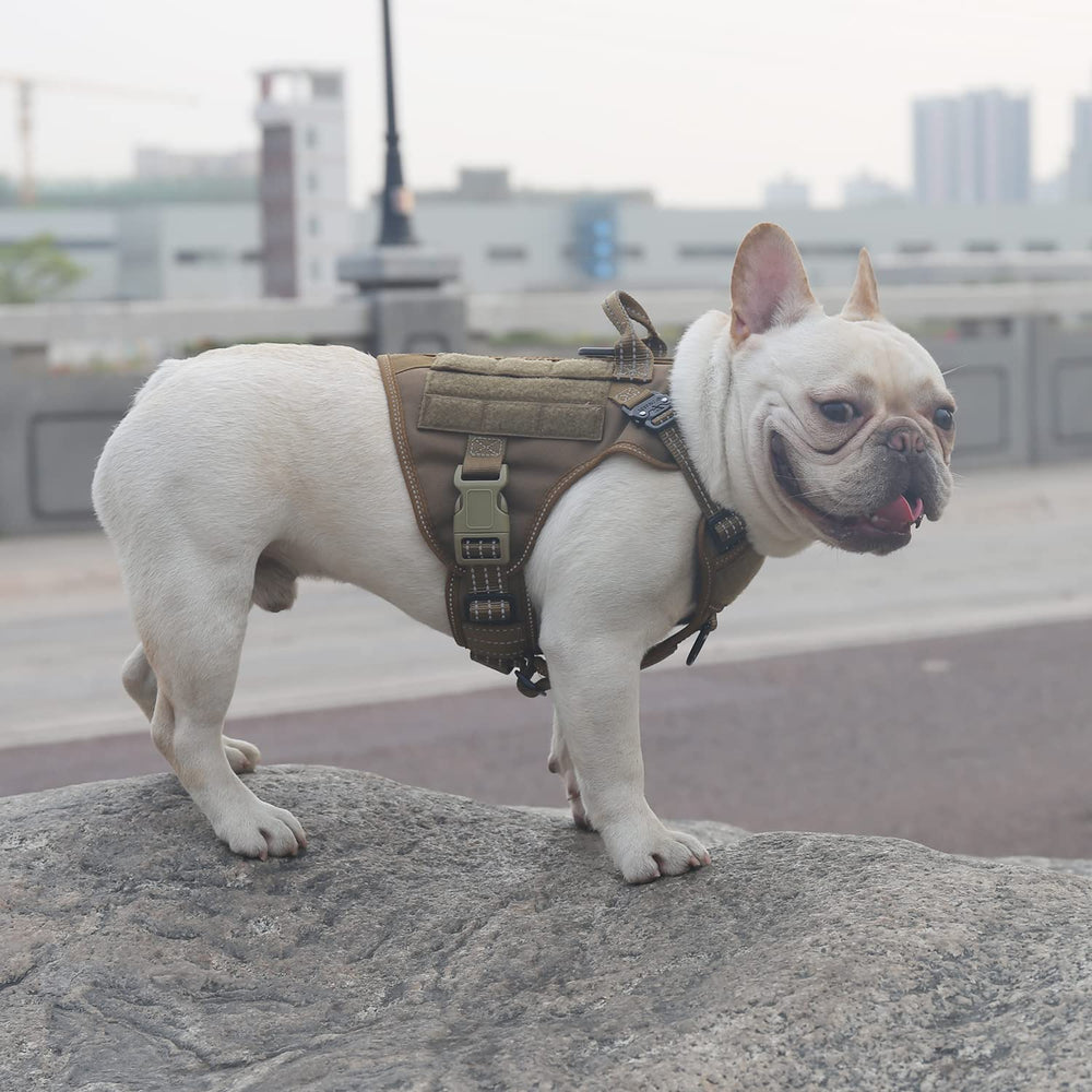 Panel MOLLE ICEFANG para accesorios en paseos y entrenamiento.