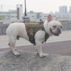 Panel MOLLE ICEFANG para accesorios en paseos y entrenamiento.