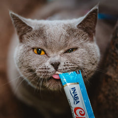 Gato feliz consumiendo Churu, una merienda hummeda que hidrata.