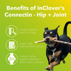 In Clover Connectin perro en actividad gracias al suplemento