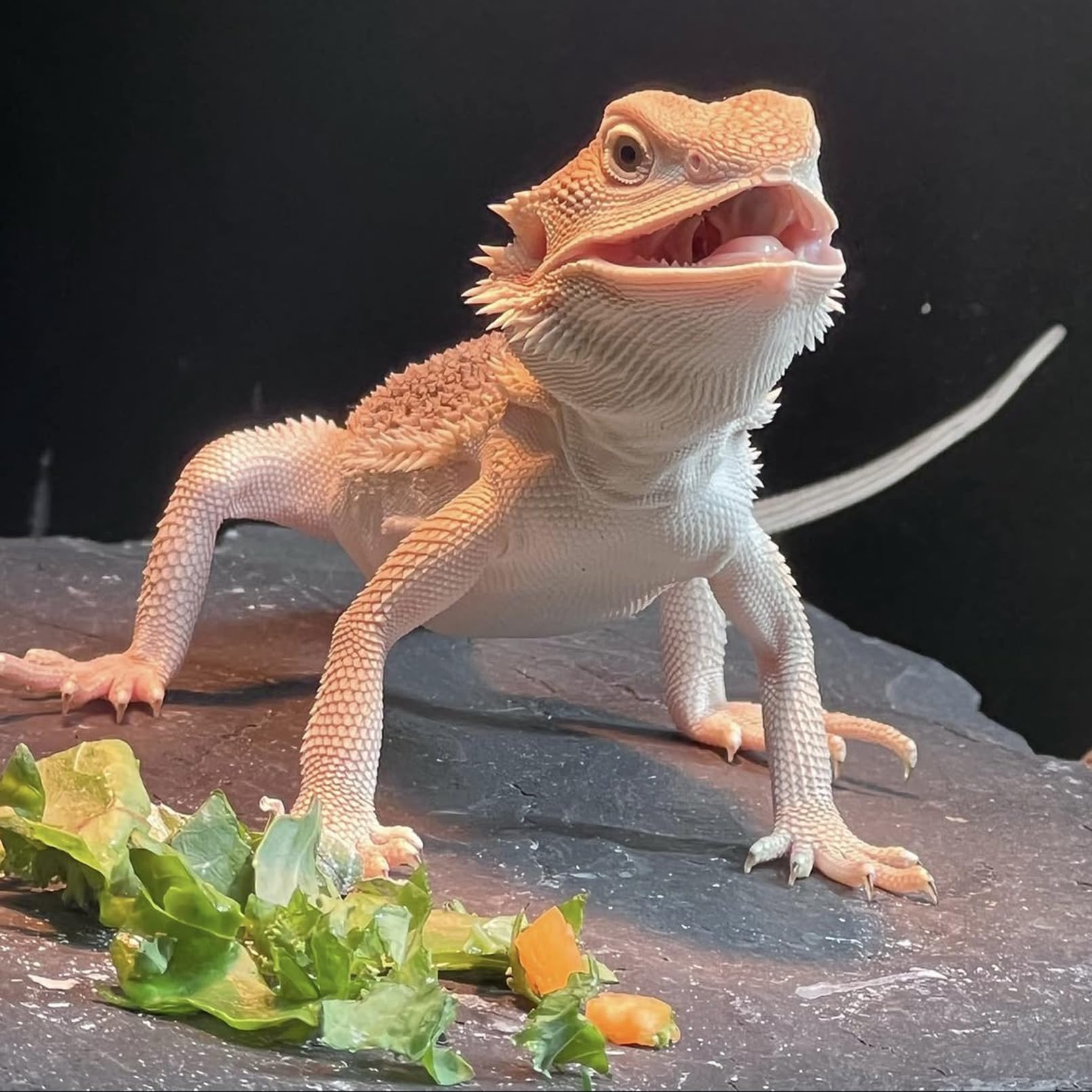 Juego de 2 piezas INOSCIND para reptiles dragón barbudo y tortuga.