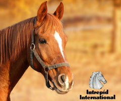 Intrepid International escudo de tarso: cierres ajustables para un ajuste seguro.