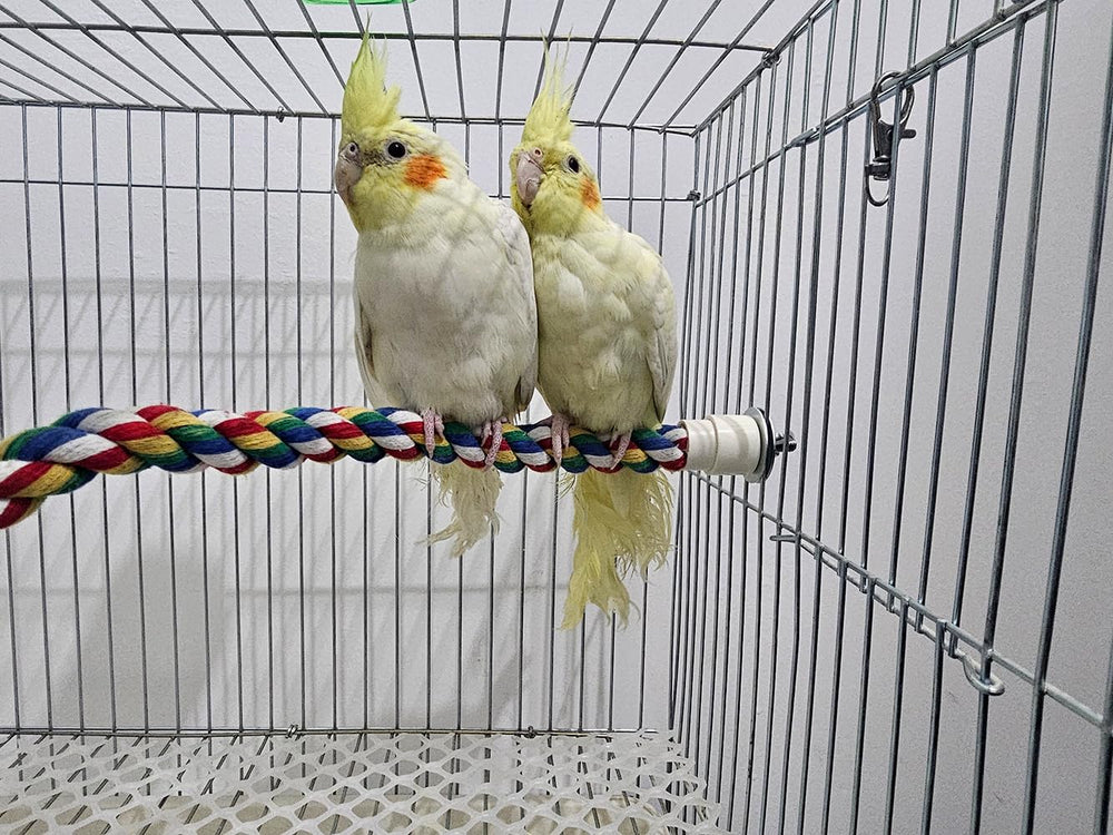 Ideal para loros pequeños como Senegal, con diseño colorido y estímulo lúdico.