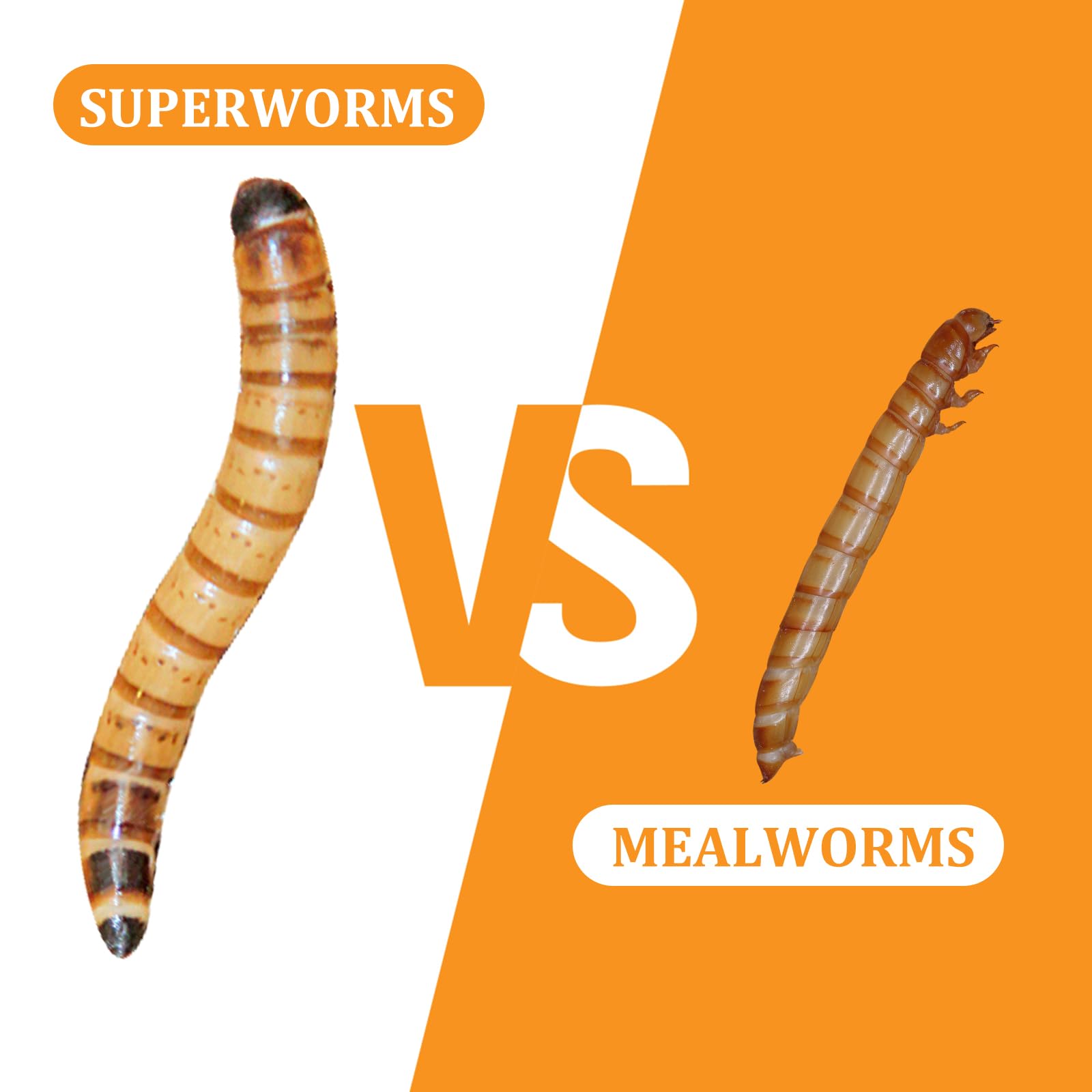gusanos superworms aptos para diversas especies en casa.