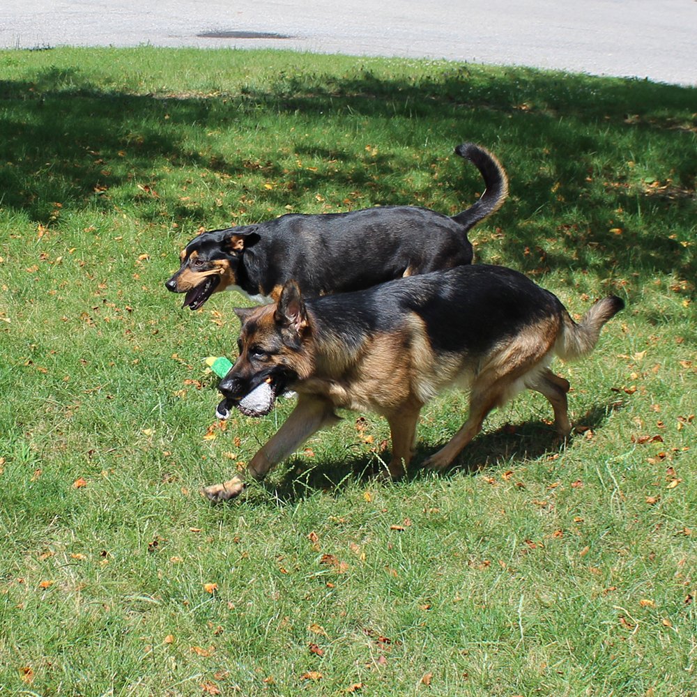 Jalousie juguetes para perros con refuerzo de costuras para mayor durabilidad