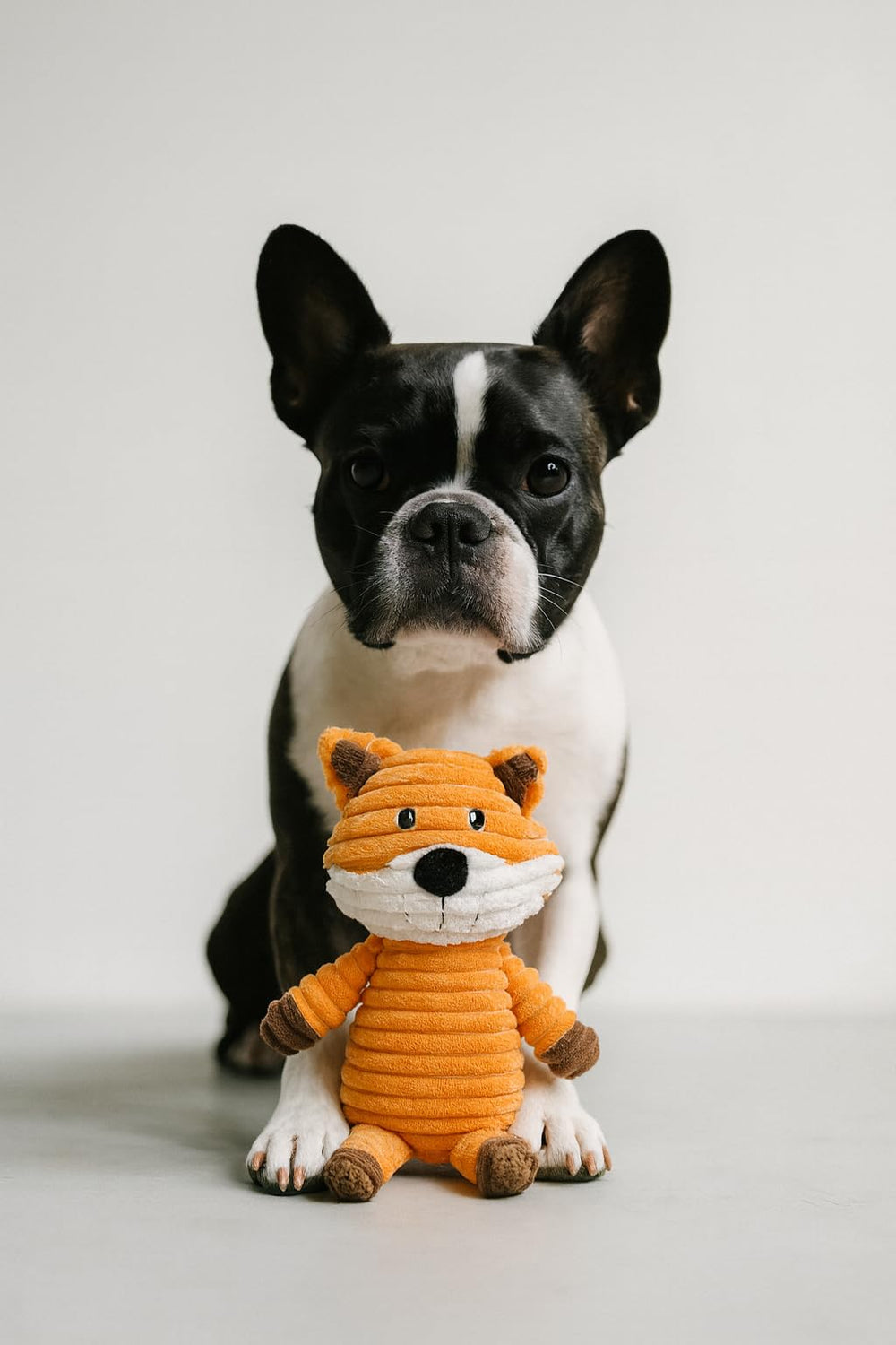 Jalousie embalaje peluche, conjunto de cinco juguetes para perros.