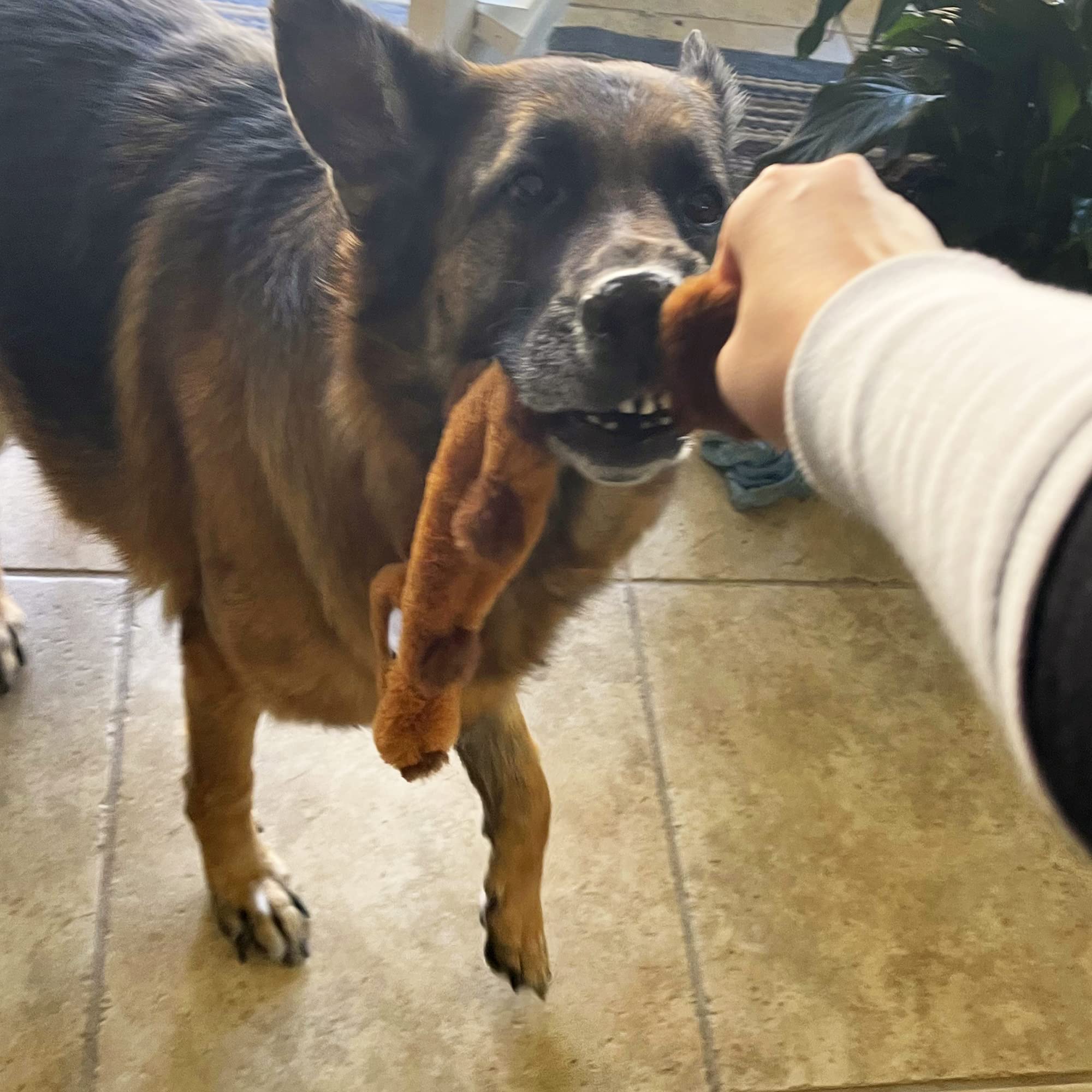 Jalousie: juguete castor sin relleno para juego limpio.