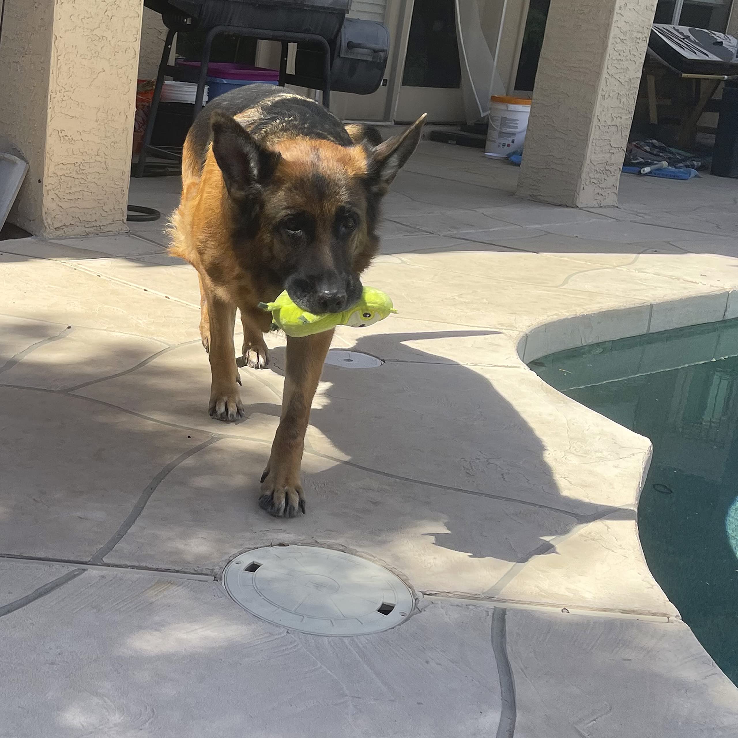 Jalousie juguete lobo para perro con sonajero