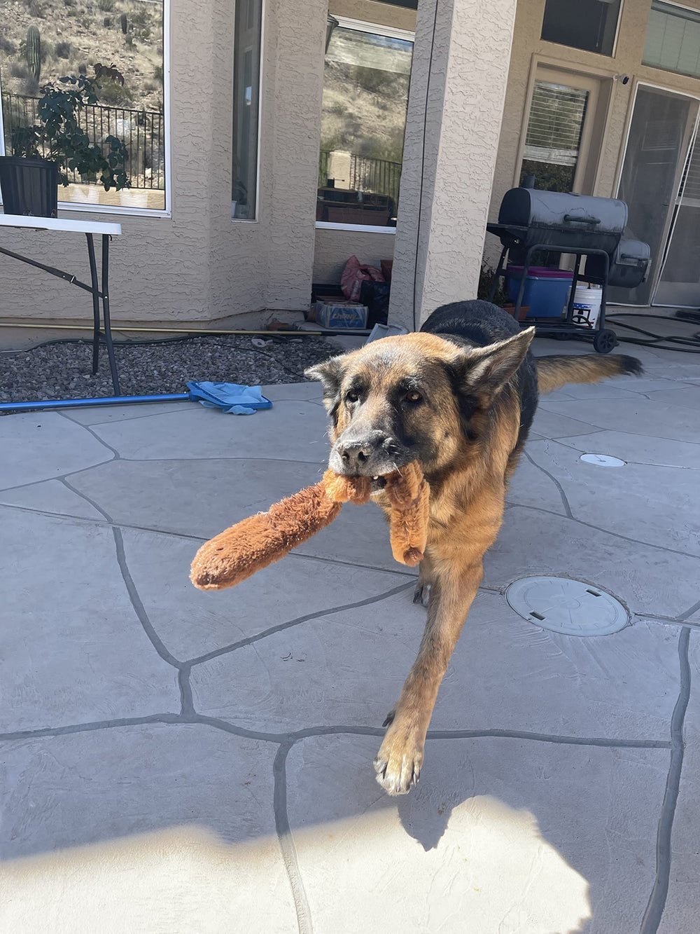 Jalousie: juguete para perros medianos y grandes sin relleno y cómodo de morder.
