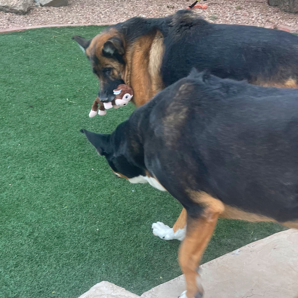 Jalousie: juguete para perro sonajero integrado para interacción continua