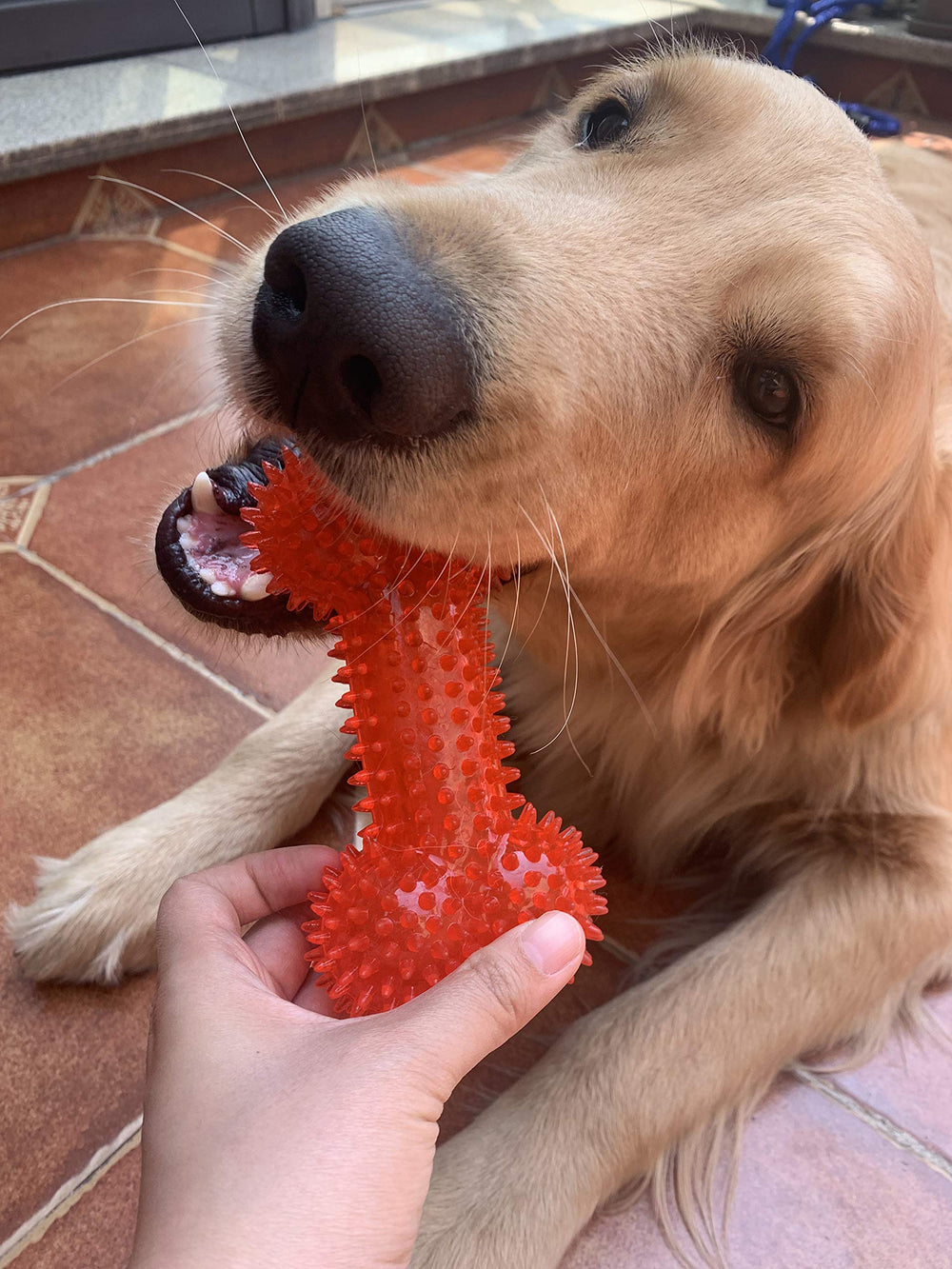Jalousie para razas pequeñas y medianas, tamaño ideal para juego interactivo.