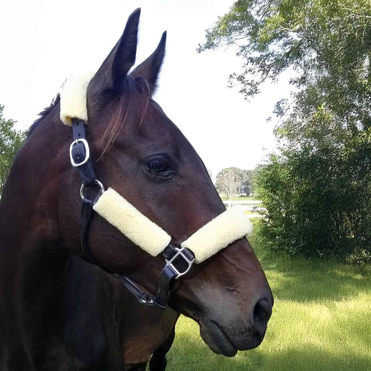 Acolchado de felpa ligero para halter protege durante entrenamientos Jeffers Equine.