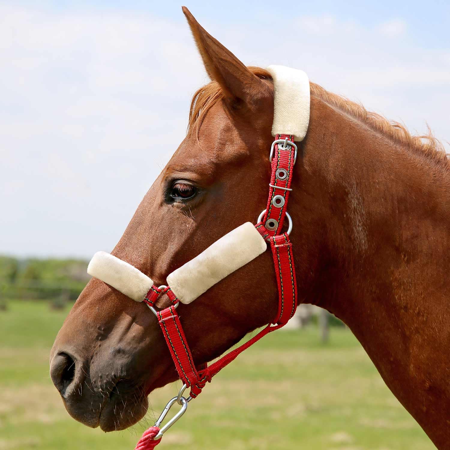 Detalle del tubo de felpa añade acolchado al halter Jeffers Equine.