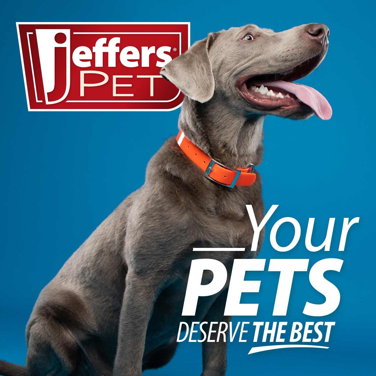 Jeffers Pet Thinnies Conejo: juguete interactivo para tirar, buscar y entrenar con perros