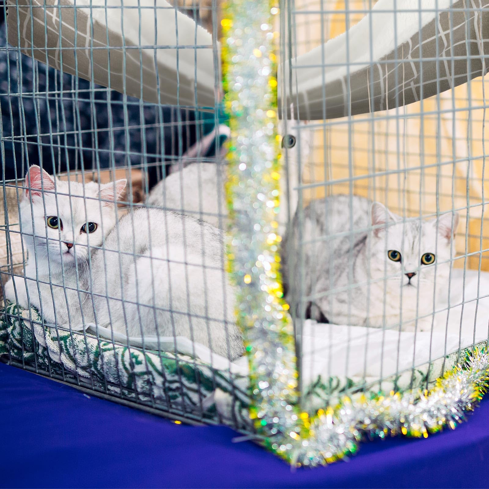 Jetec superficie suave para gatos pequeños y gatitos en casa