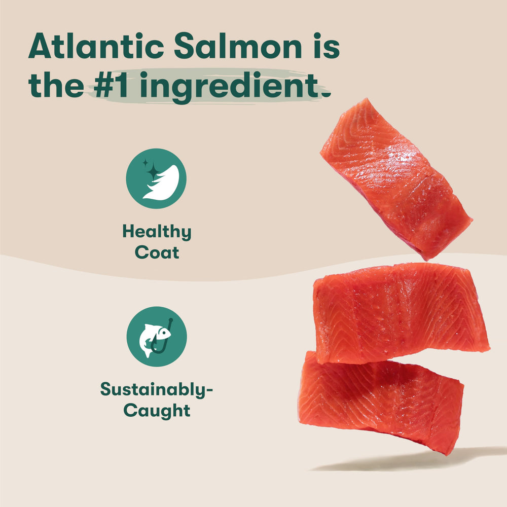 Jinx Premium Salmon first-ingredient kibble image for lean muscle support