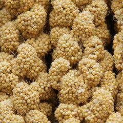 Jmxus mijo para aves espigas naturales, ingrediente suave para entrenamiento.