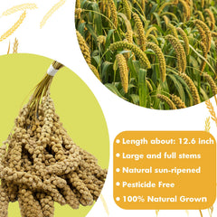 Jmxus mijo para aves sin pesticidas, opción natural para su dieta.