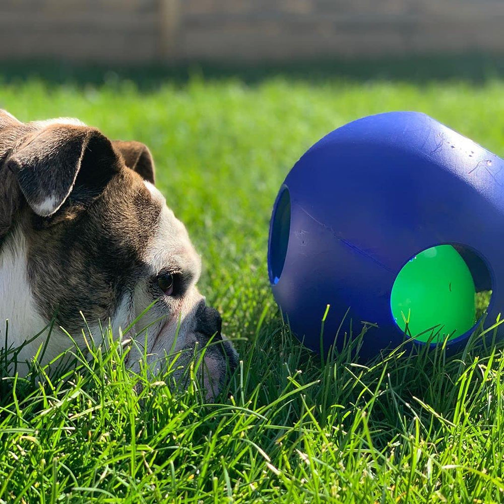 Jolly Pets bola rompecabezas estimula búsqueda y curiosidad del perro