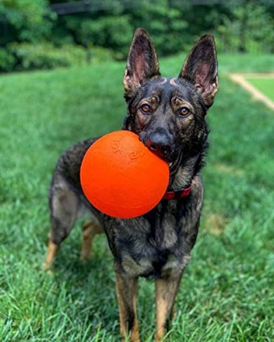 Perro jugando con la bola naranja Bounce-N-Play de Jolly Pets, interacción activa