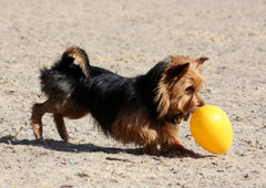 Jolly Egg de Jolly Pets flota y ofrece divertidos juegos acuáticos.