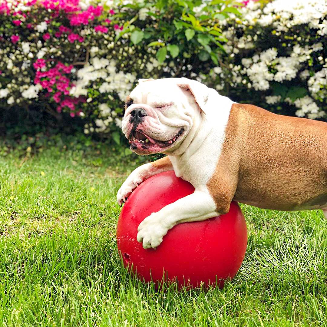 Pelota Jolly Pets Push-n-Play roja en sala para juego del perro.