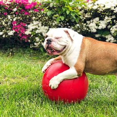 Pelota Jolly Pets Push-n-Play roja en sala para juego del perro.