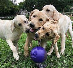 Jolly Pets Romp-n-Roll flotando, perfecto para juegos en agua.