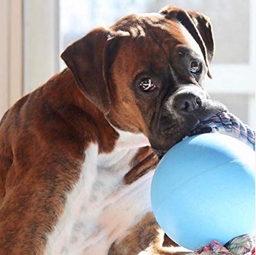 Jolly Pets Romp-n-Roll: balón flotante para recuperación en agua.