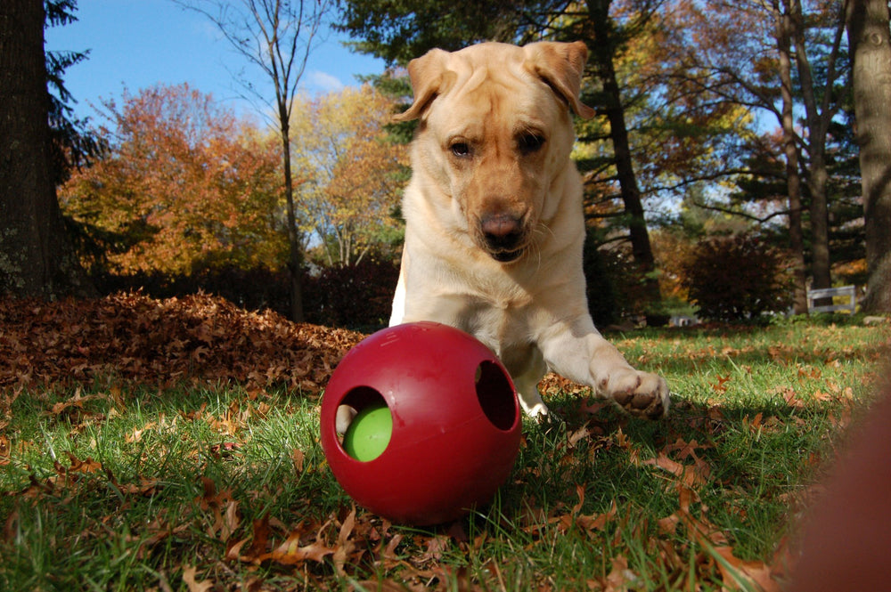 Jolly Pets Teaser Ball: tamaño grande, ideal para perros de 27 a 41 kg.
