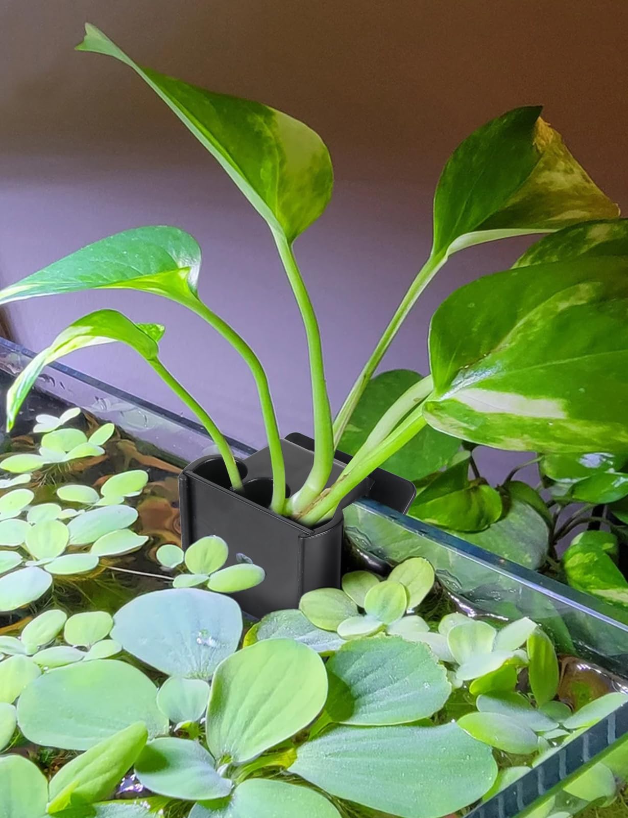 joqepy soporte para plantas acuario colgante, fijación segura