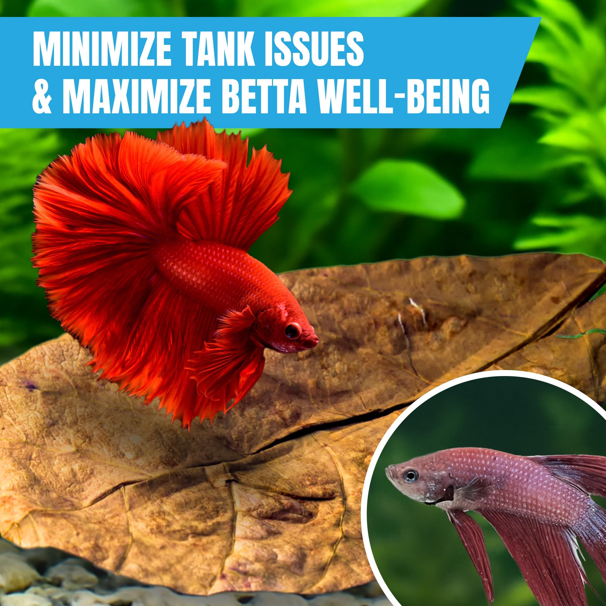 Betta junto a nido de burbujas entre hojas JOR.