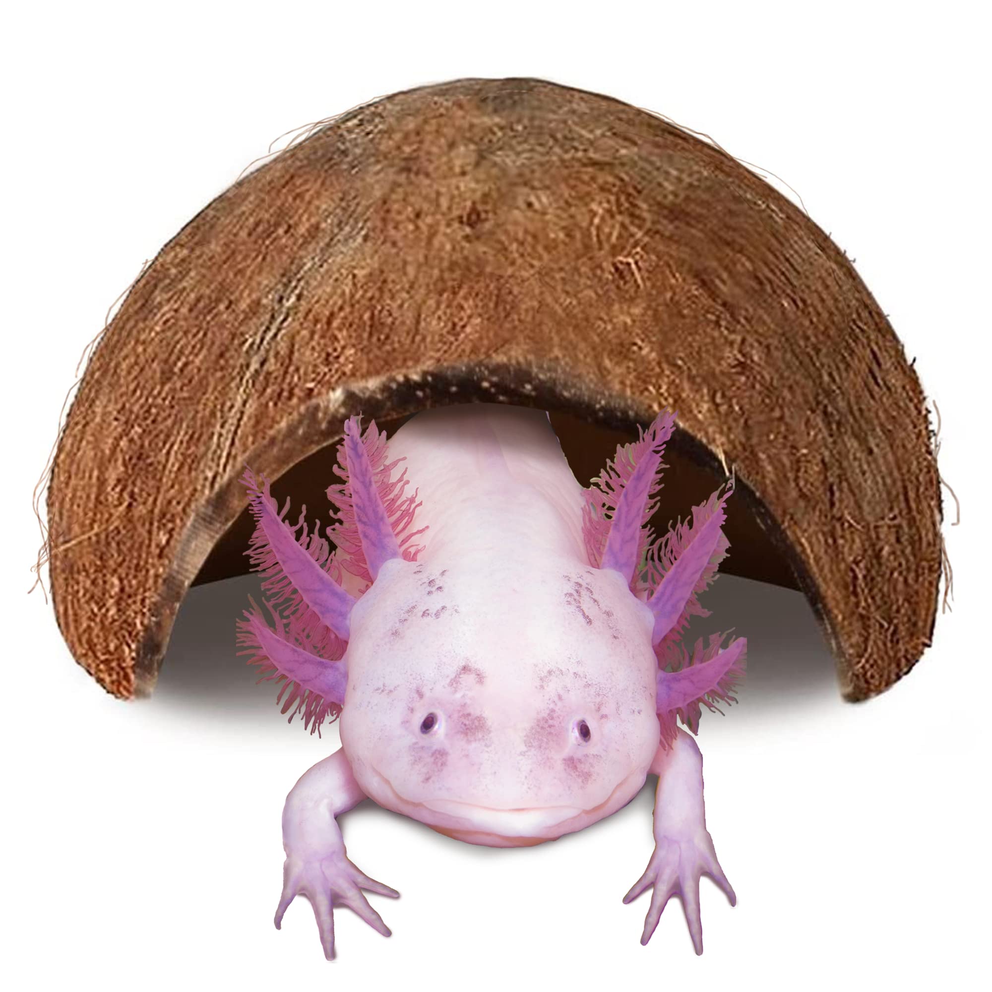JOR cueva de coco para axolotl ofrece refugio privado y tranquilo en el acuario
