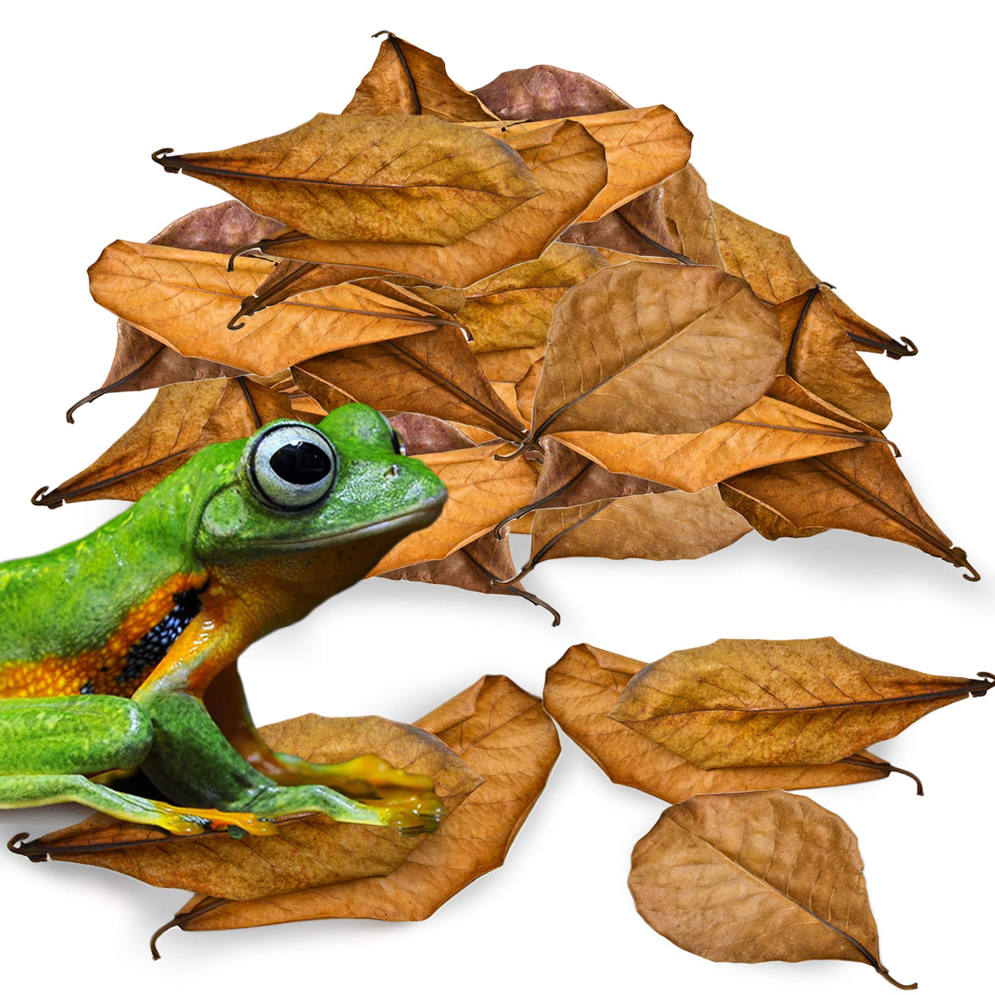 Hojas de almendro indio mini de JOR en terrario, ideal para hábitat natural