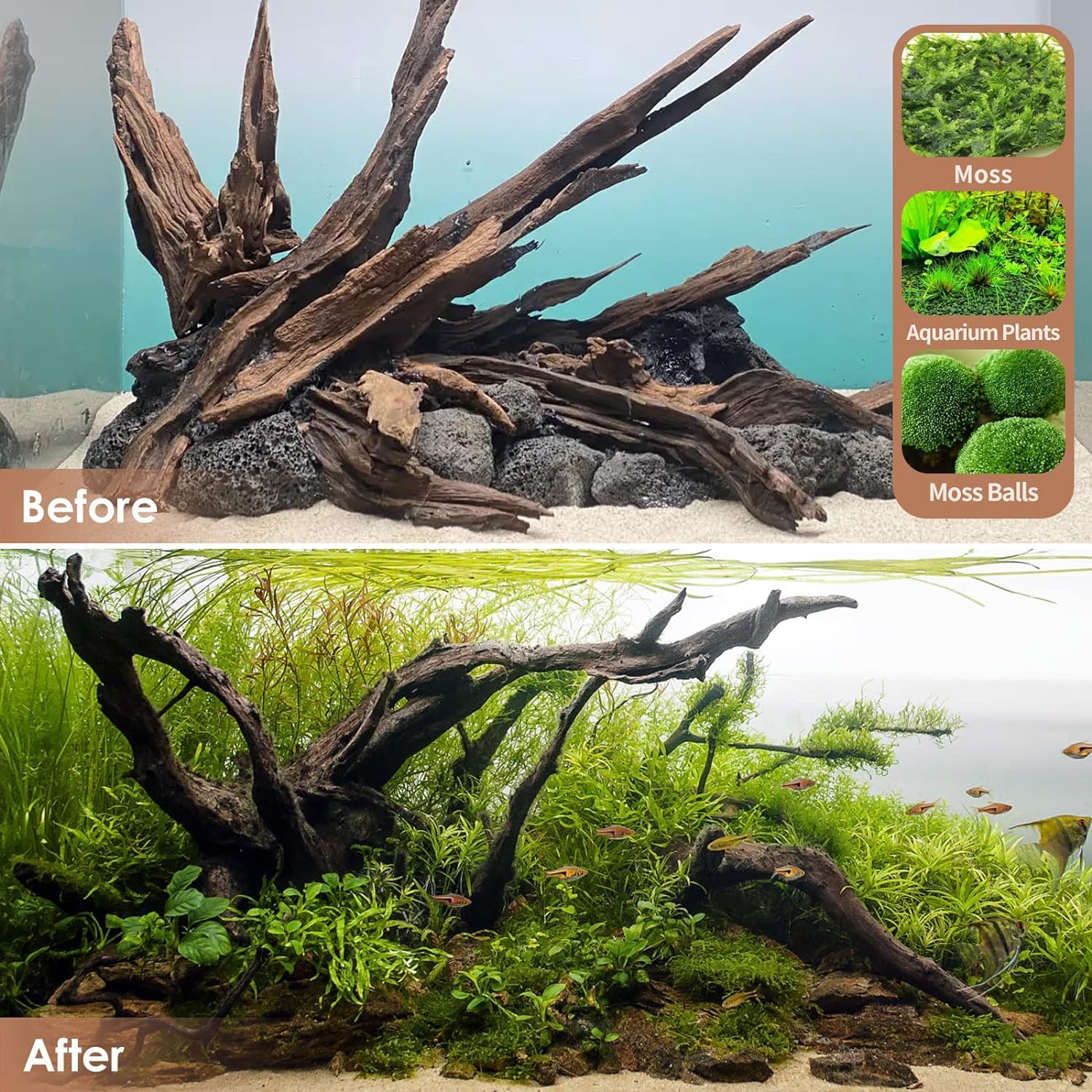 Jorewood Madera flotante, diseño único para paisajes realistas en terrarios y acuario.