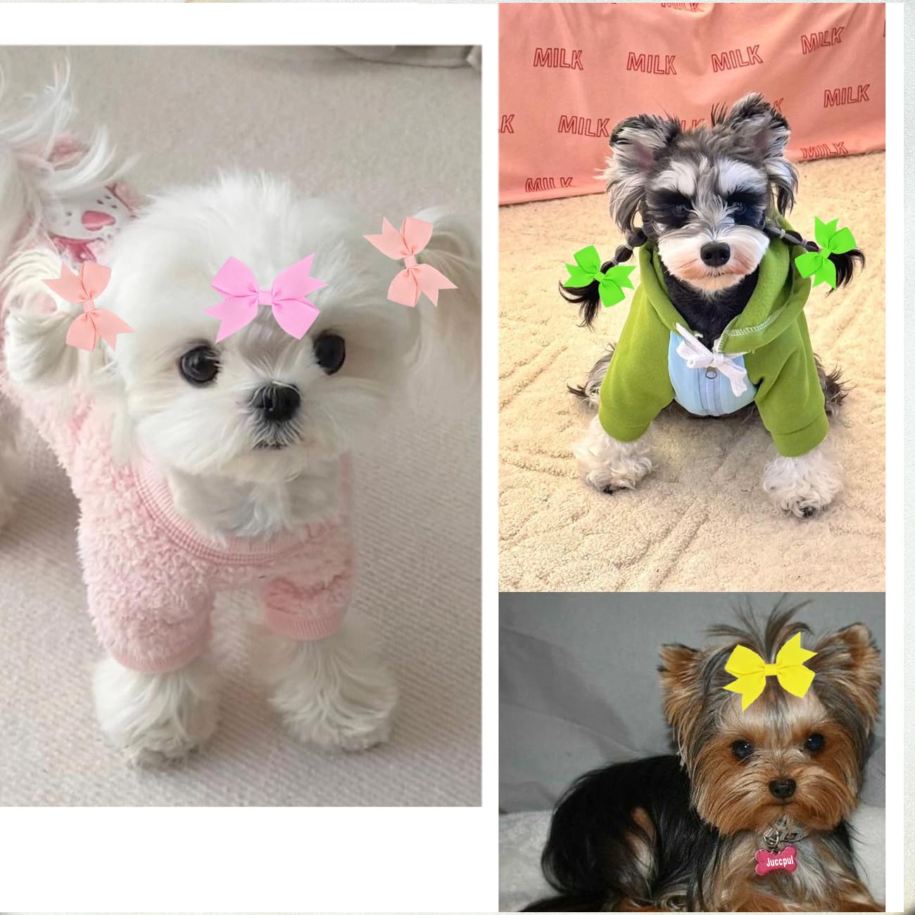 Lazo JUCCPUL 2pulgadas, ideal para shih-tzu y fiestas.