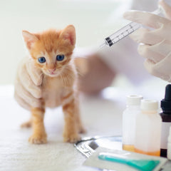 Jeringa Jutom para gatito 10 ml con control preciso
