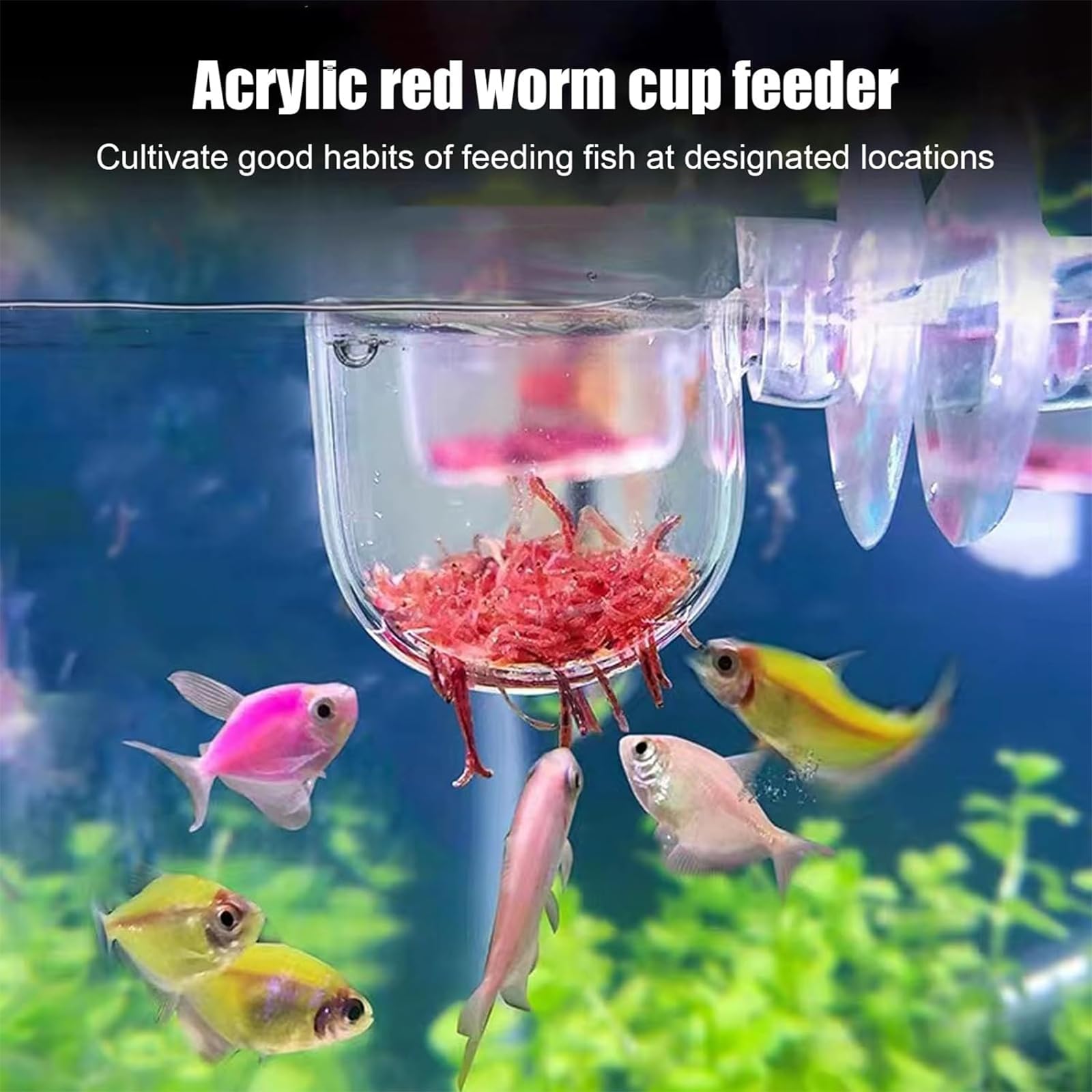 KABASI: alimentador de gusanos rojos vivos para peces, opción práctica sin complicaciones