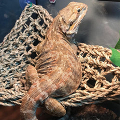 Kathson hamaca cuadrada para dragón barbudo, facilita descanso y exploración