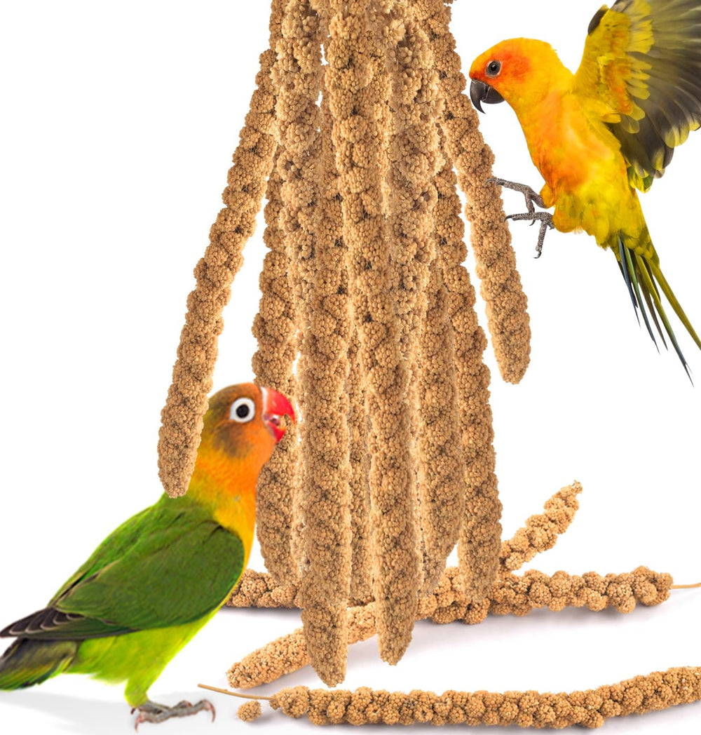 Katumo mijo en espiga para aves, snack natural y crujiente.