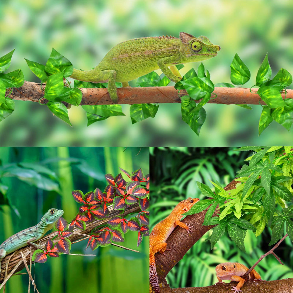 KATUMO Ventosas de Fijación para vidrio en terrario