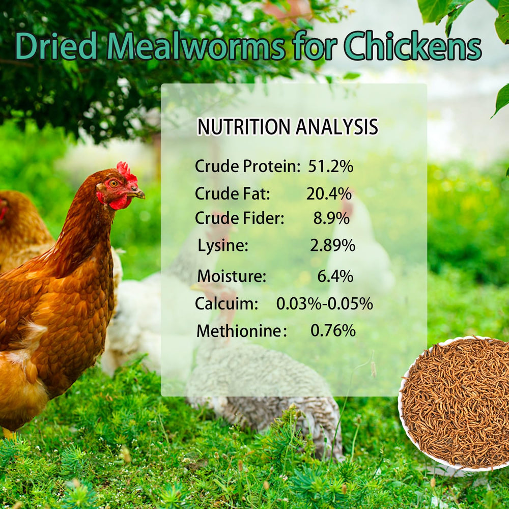 Kayhen gusanos secos, proteína alta para gallinas ponedoras cada día.