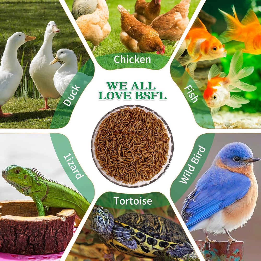 Kayhen proceso de secado rápido mejora textura y sabor para aves.