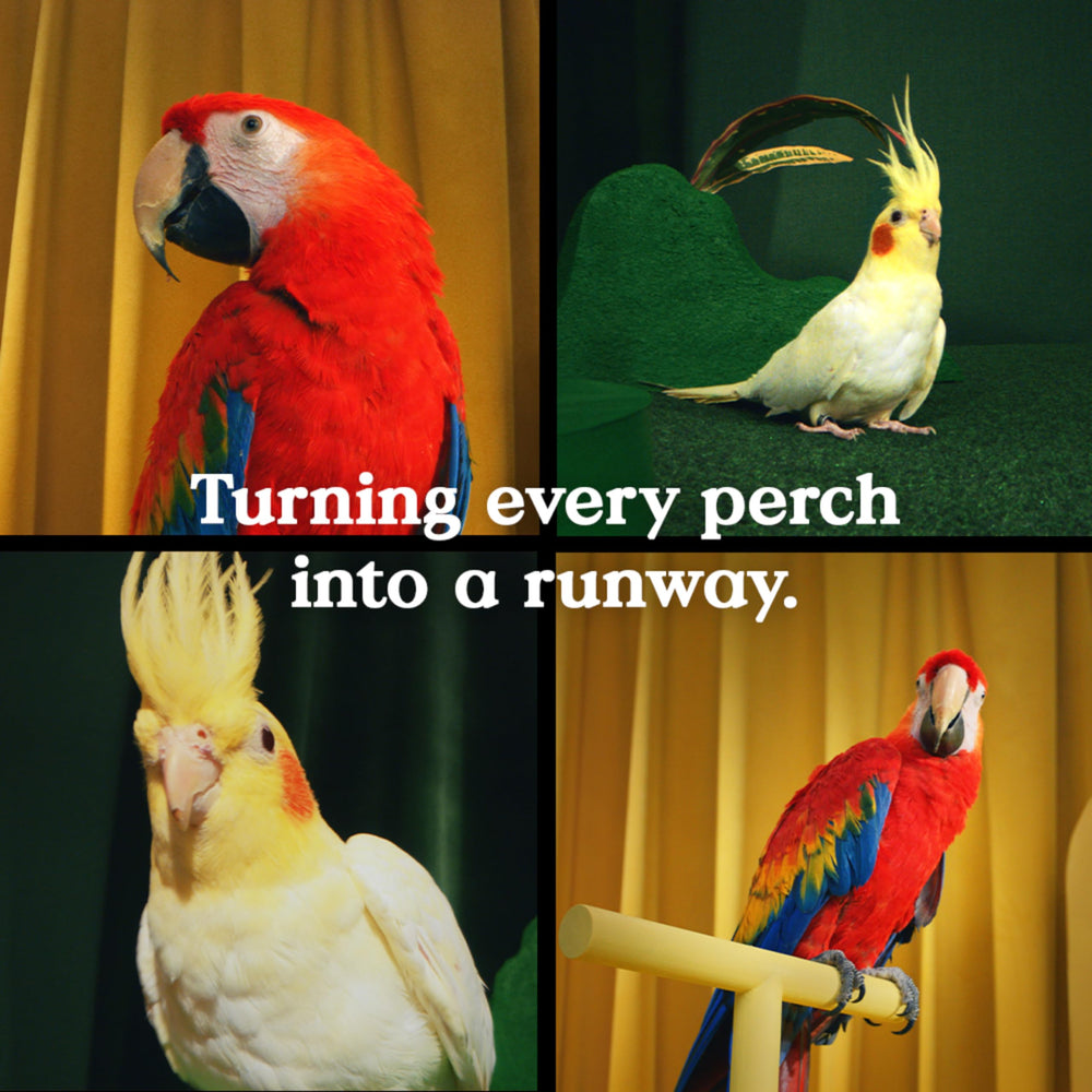 Kaytee Bird Greens, apto para múltiples especies de aves mascotas.