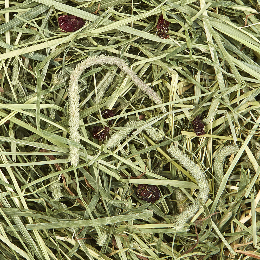 Kaytee heno Timothy natural con arándanos para conejillos de indias, sabor y fibra balanceada