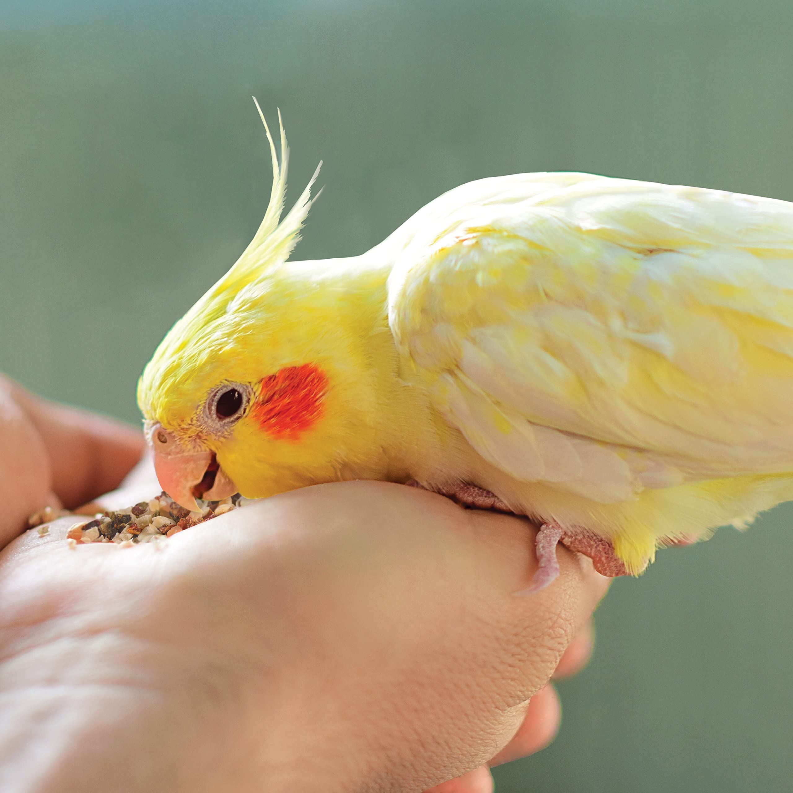Kaytee Snack Natural del Hábitat: pimiento seco para aves.