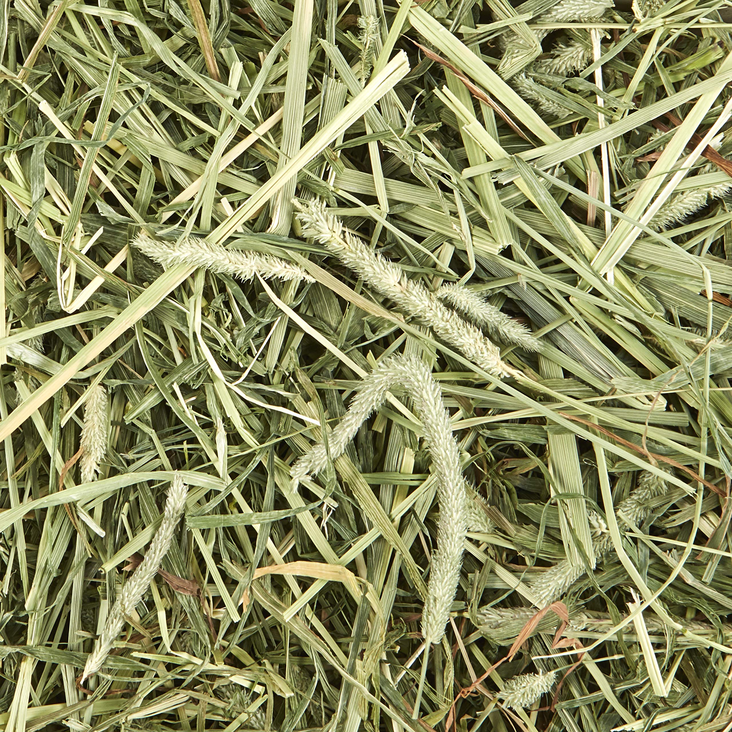 Kaytee Timothy Hay con menta para cobayas, conejos y pequeños roedores.