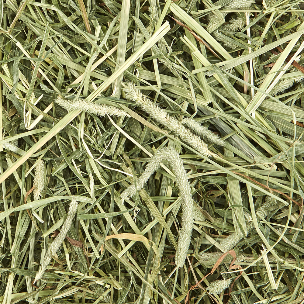 Kaytee Timothy Hay con menta para cobayas, conejos y pequeños roedores.