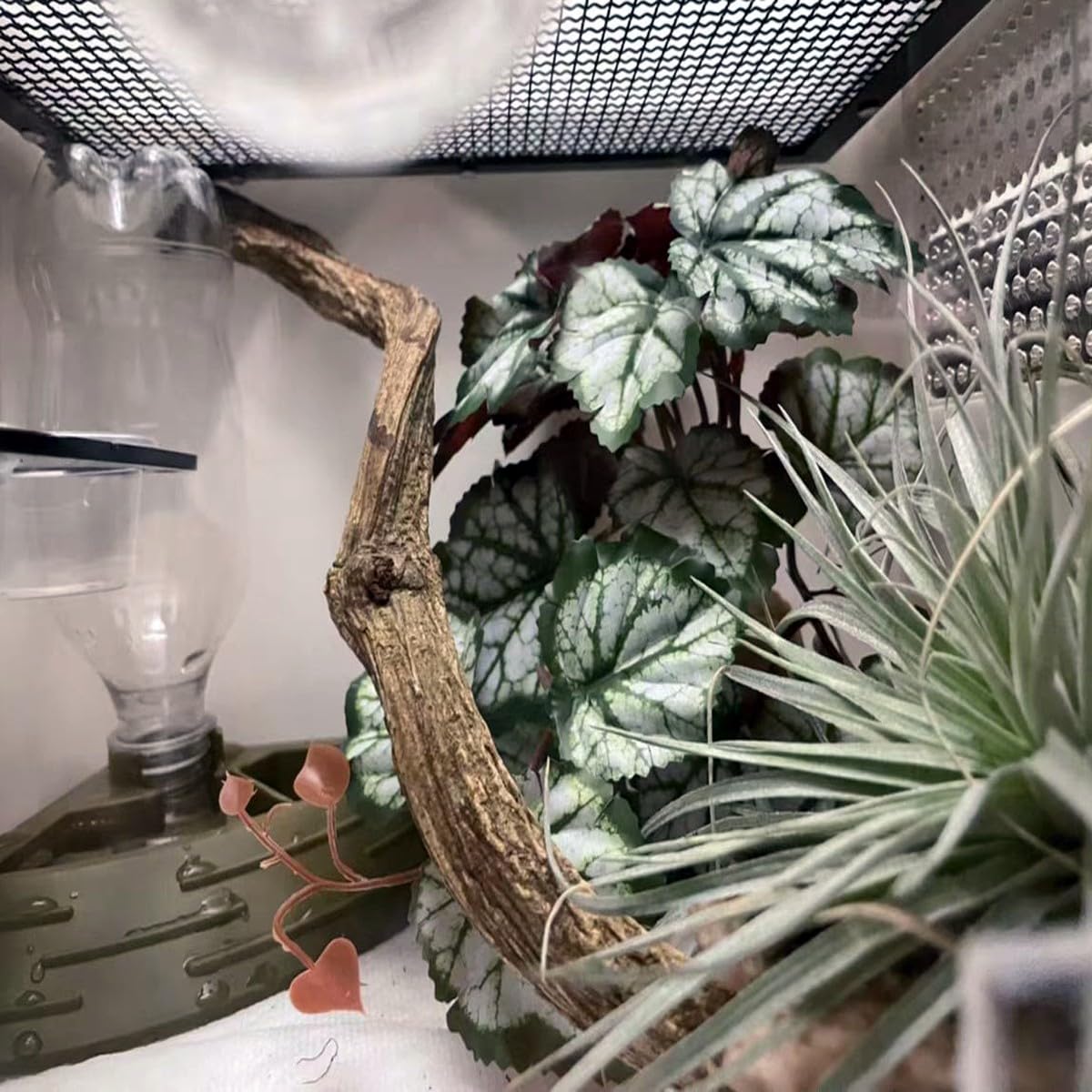 KERUIDENG Plantas Reptiles - hábitat con escondites naturales para reptiles.